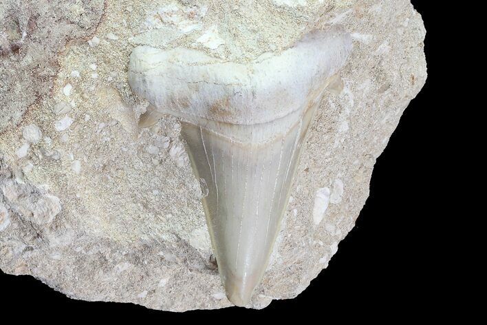 Otodus Shark Tooth Fossil In Rock - Eocene #77257